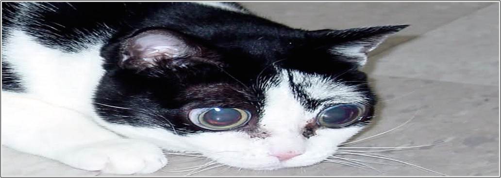 Penyakit Mata Kucing Berselaput