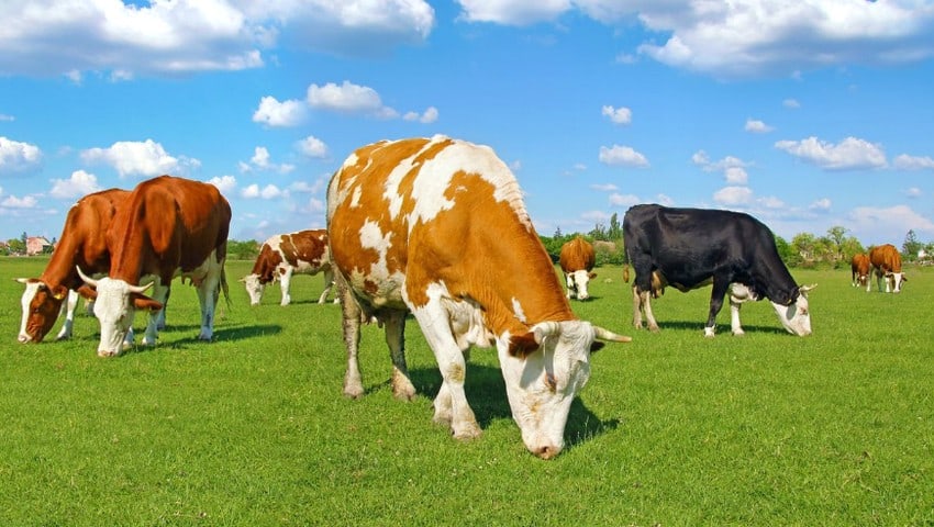 Download 86 Gambar Fauna Sapi Terbaik HD
