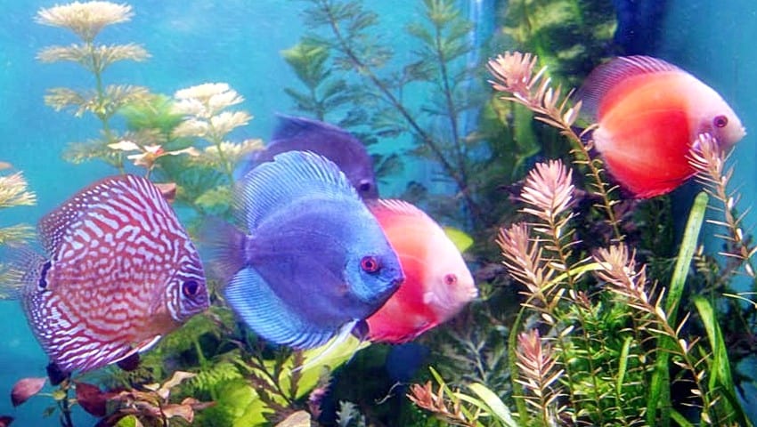 cara-merawat-aquarium-ikan-hias