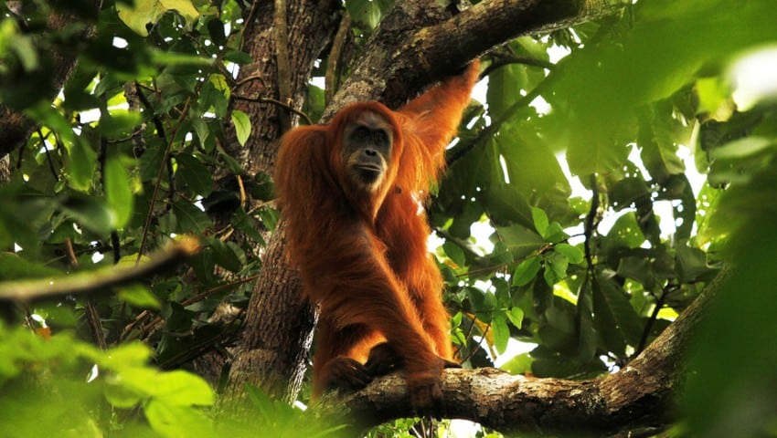 Hewan Primata Indonesia Orang Utan