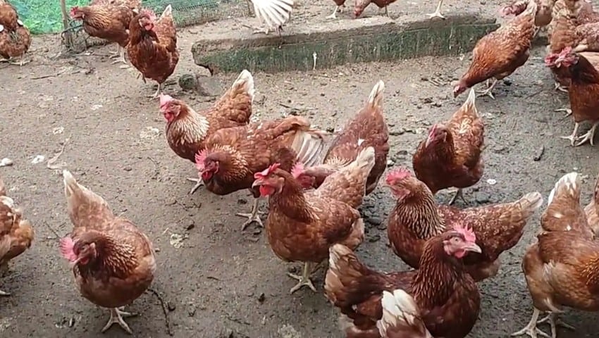 Mempersiapkan-Kandang-Untuk-Ternak-Ayam-Petelur