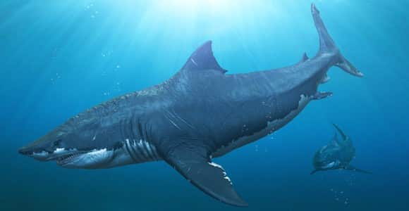 84 Gambar Ikan Hiu Bertelur Gratis