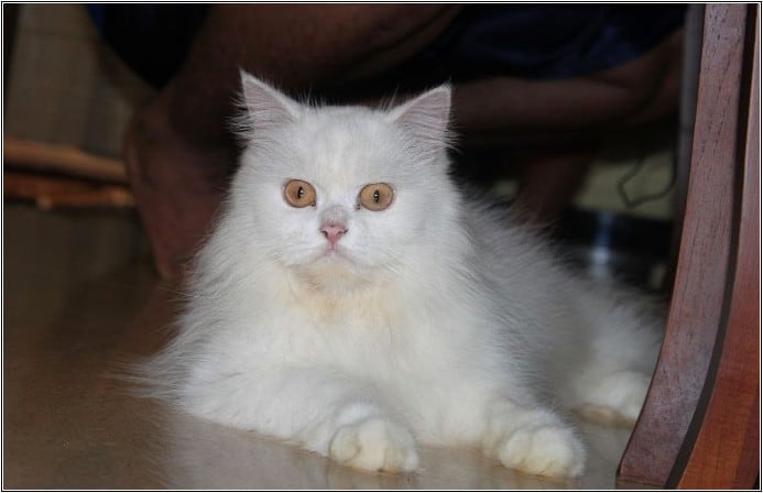 Kucing Anggora