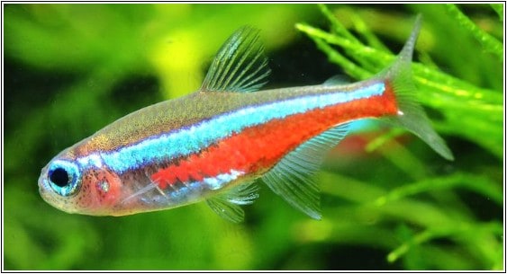 Jenis – jenis ikan neon tetra